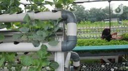 Warga kelompok tani Komplek AL Gandaria memanen sayuran di kebun Hidroponik di Radio Dalem, Jakarta, Senin (14/2/2022). Kebun yang dikelola mandiri warga ditanami sayuran kangkung, bayam brazil, seledri dan sawi ijo dengan rata-rata pendapatan sekitar Rp5 juta per bulan. (merdeka.com/Arie Basuki)