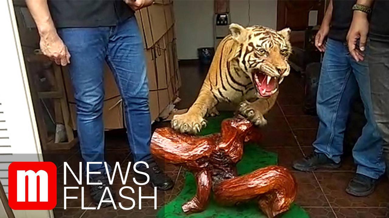 VIDEO: Polisi Temukan Hewan Langka Diawetkan di Rumah Pengemudi Lamborghini 'Koboi