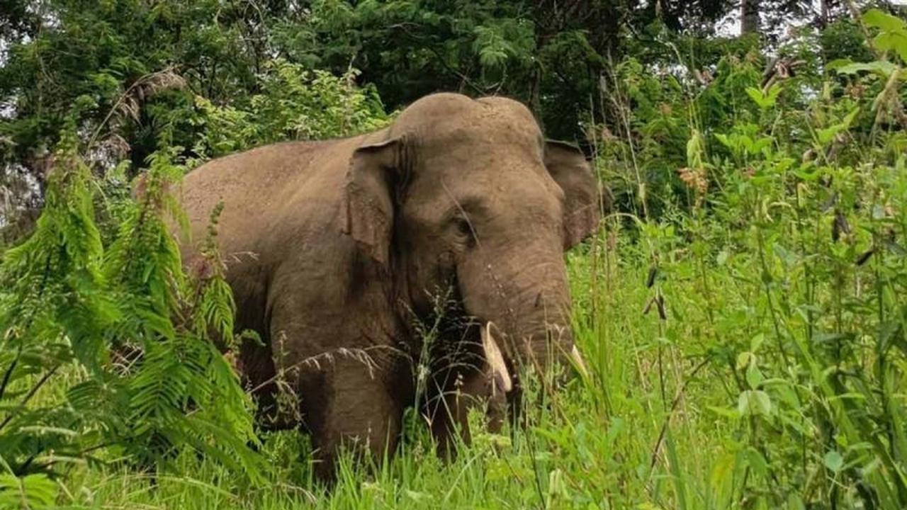 Penanganan Gajah Sumatra Bener Meriah: BKSDA Aceh Turun Tangan Atasi Konflik Satwa Liar