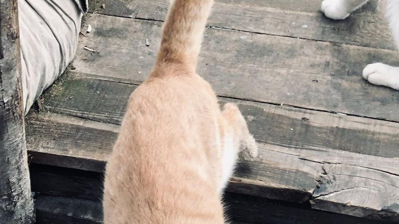 Mengapa Kucing Pulang Setelah Pergi?