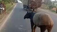 Geger Tapir Tiba-Tiba Muncul di Jalanan Lampung