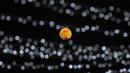 Bulan purnama terakhir tahun ini yang dikenal sebagai Cold Moon terbit melalui langit cerah melewati serangkaian lampu putih di corniche Doha, di Doha, Qatar, Rabu (7/12/2022). Bulan purnama Desember juga akan berada di atas cakrawala lebih lama dari kebanyakan Bulan purnama, karena lintasannya yang lebih tinggi di langit. (AP Photo/Hassan Ammar)