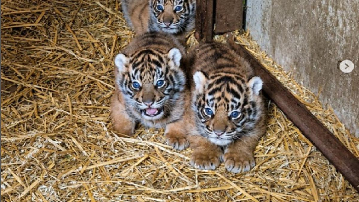 1 dari 4 Anak Harimau Sumatera yang Lahir di Inggris Mati
