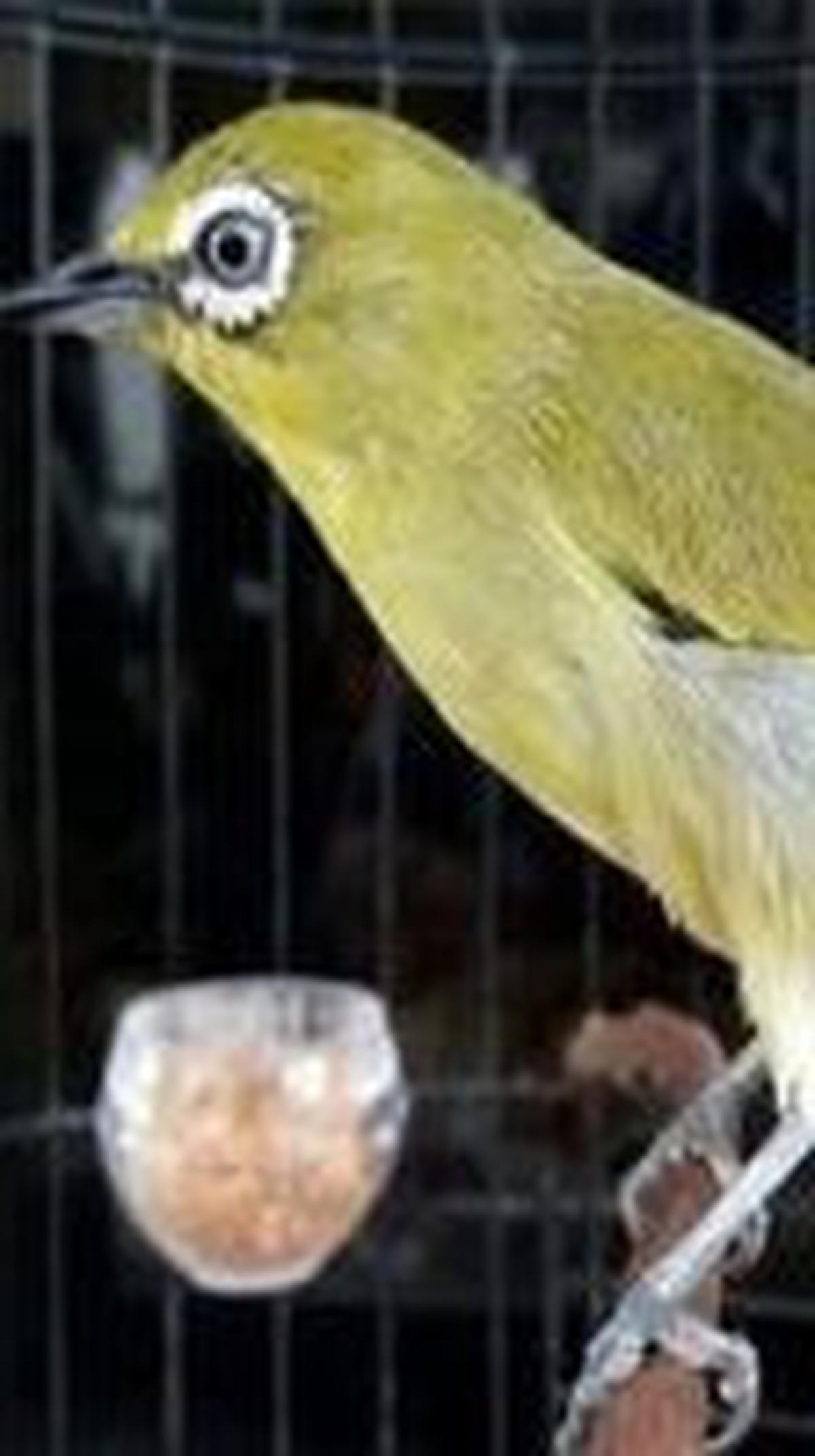 1. Pleci Dada Kuning Mata Putih (Dakun Maput)<br>