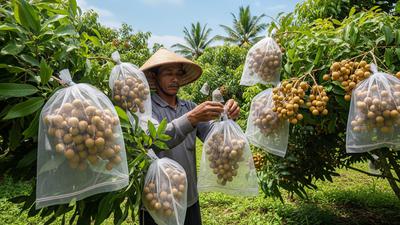 Cara Membungkus Buah Kelengkeng agar Tidak Dimakan Kelelawar dengan Teknik Berongsong
