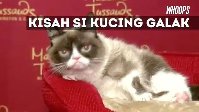 Saat ditanya bagaimana perasaan si kucing galak, sang pemilik mengatakan kucingnya sangat senang.