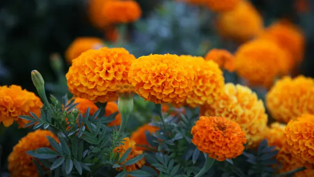 Marigold