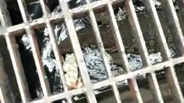 Wah, Ada Komodo Dalam Selokan di Bangkok