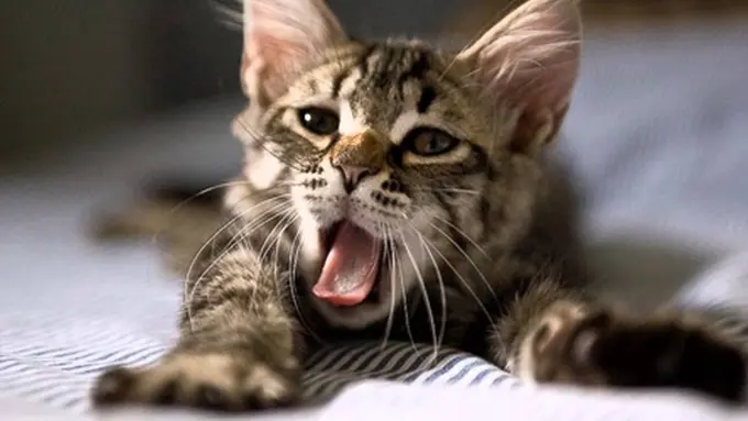 10 Kucing Menguap Ini Bikin Kamu Jadi Ikutan Mengantuk