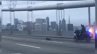 Anjing chihuahua buat polisi kewalahan dan menghentikan lalu lintas di atas jembatan San Francisco Bay. (the dodo)