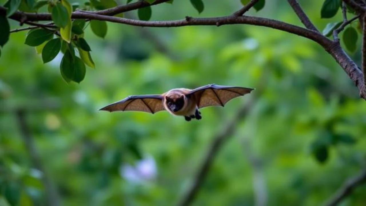 Waspadai Penularan Virus Nipah, Begini Cara Penyebarannya
