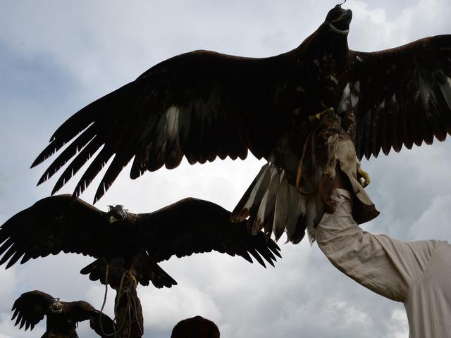 5 Fakta Soal Burung Elang Lifestyle Fimela Com