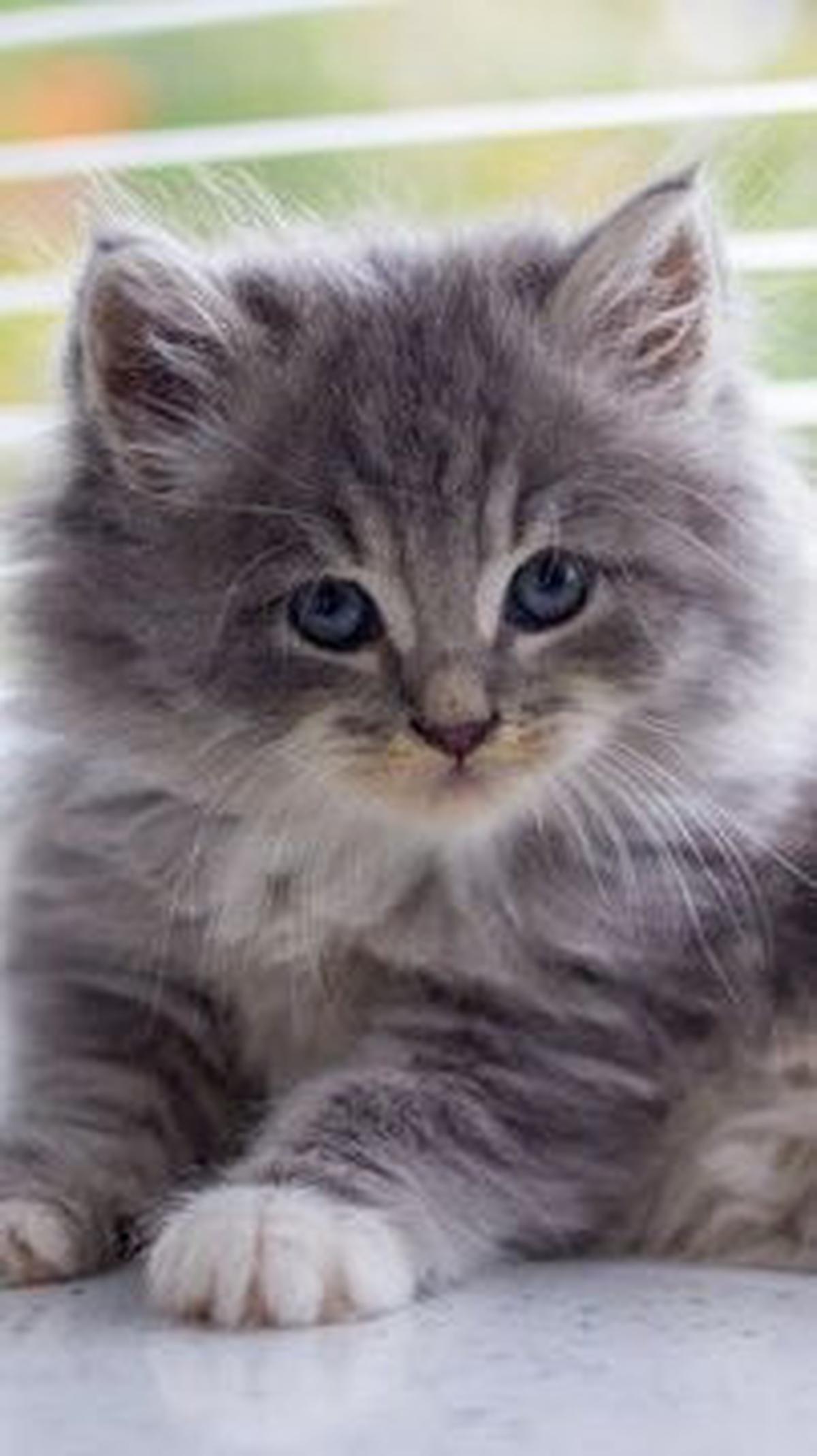 Ciri Khas Fisik Kucing Persia<br>