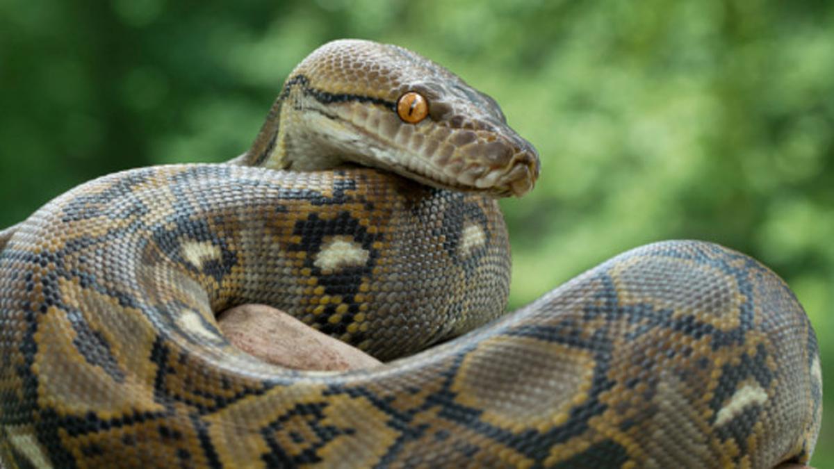 10 Ular Purba Paling Mematikan: Misteri dari Masa Lalu yang Menakutkan, dari Pemakan Dinosaurus hingga Sebesar Bus