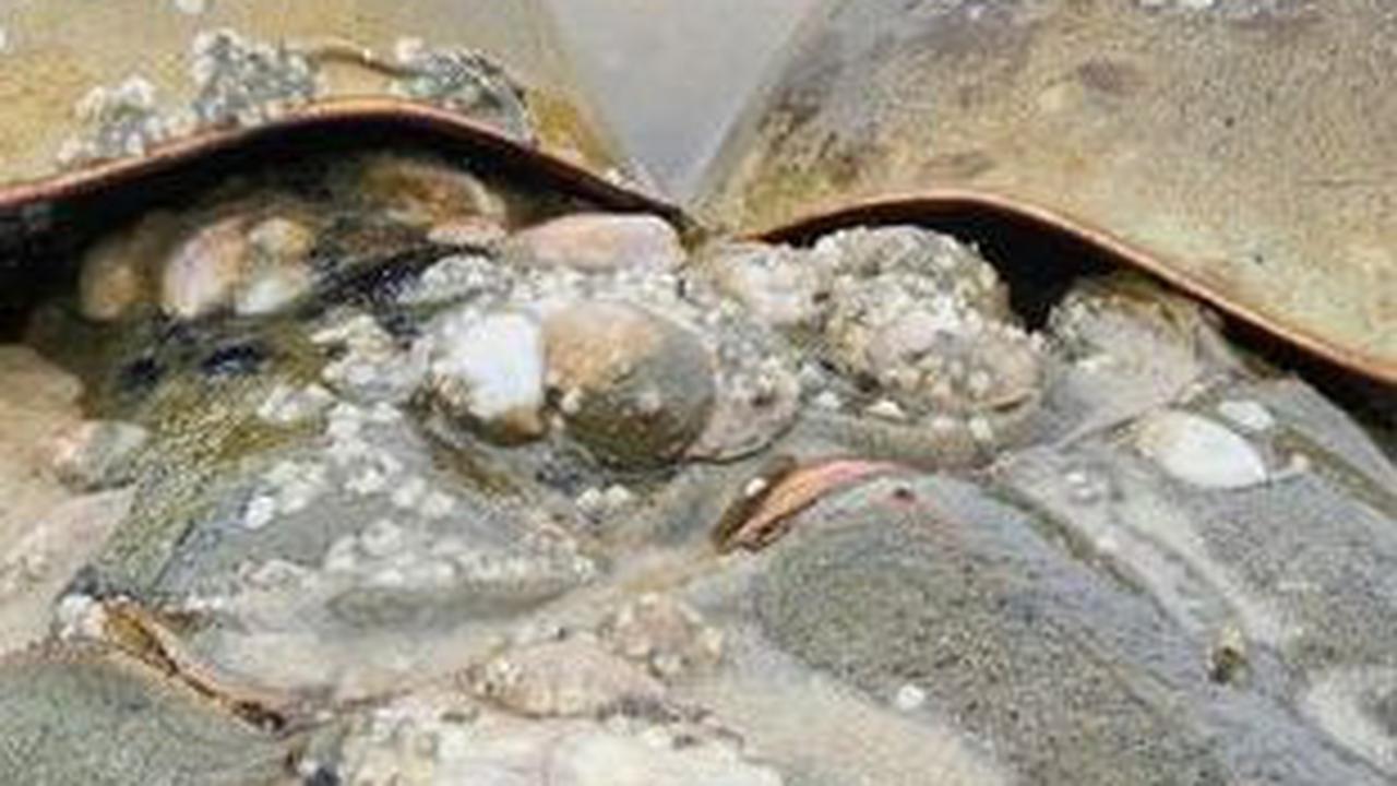 <b>Kepiting Tapal Kuda: Hidup Selama 480 Juta Tahun</b>