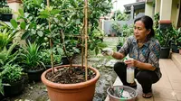 7 Cara Menanam Jambu Kristal di Pot Halaman Rumah, Praktis untuk Lahan Sempit