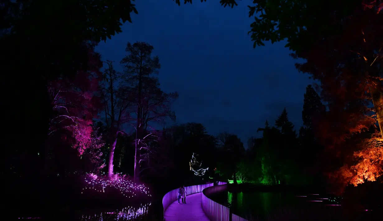 Pengunjung berjalan melewati jembatan yang dihiasi cahaya berwarna di Kew Gardens, London (21/11). Jelang perayaan Natal, Kew Gardens atau The Royal Botanical Garden dihiasi seni intalasi cahaya. (AFP Photo/Ben Stansall)