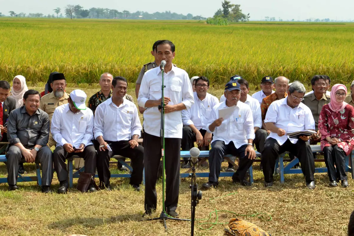 Jokowi Hadiri Panen Raya di Indramayu