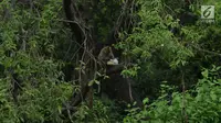 Monyet ekor panjang menikmati makanan di kantong plastik di hutan Taman Marga Satwa Muara Angke, Jakarta,Sabtu (19/1). Kawasan lahan basah yang masih tersisa dengan potensi alam yang cukup tinggi adalah Kawasan Hutan Angke Kapuk. (Merdeka.com/Imam Buhori)