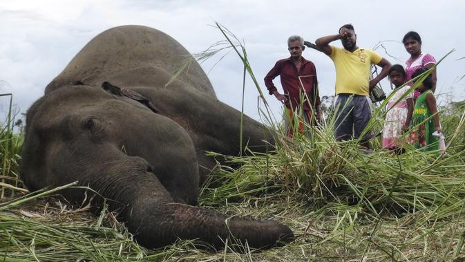 Penduduk desa berdiri di sebelah mayat gajah yang sedang berbaring di ladang dekat desa Sigiriya, sekitar 177 km utara ibukota Kolombo (27/9/2019). Mereka diduga diracun oleh para petani yang tidak suka oleh kehadiran gajah-gajah yang aktivitasnya membuat lahan perkebunan mereka rusak. (AFP/STR)
