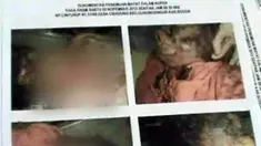 liputan6