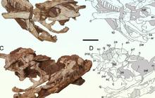Ilmuwan Temukan Fosil Dinosaurus Berusia 170 Juta Tahun, Tulang Belakang dan Tengkoraknya Masih Lengkap