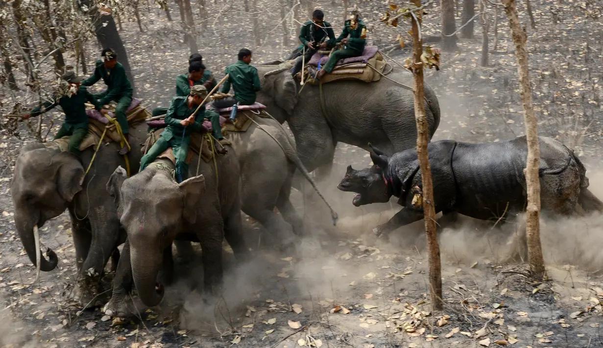 Seekor badak menyerang sejumlah petugas konservasi yang menunggangi gajah saat dilepas di Taman Nasional Chitwan sekitar 250 kilometer sebelah selatan Kathmandu, Nepal (4/4). (AFP Photo / Prakash Mathema) 