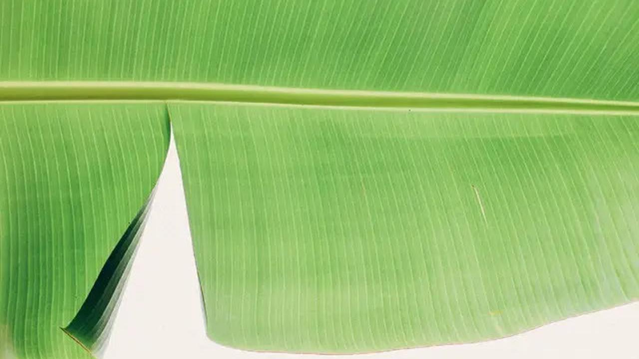 Trik Baru Melenturkan Daun Pisang dengan Air Panas tanpa Merusak Warnanya