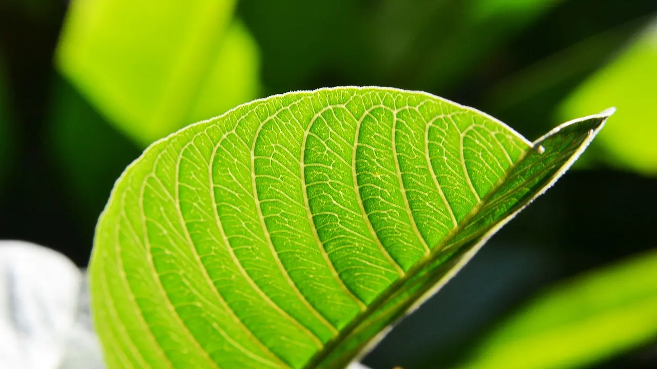 Daun Jambu Biji