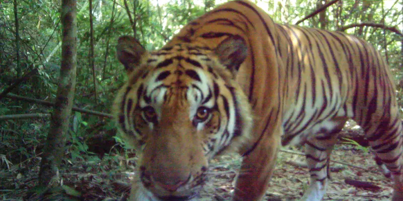 20170328-Harimau Langka Indocina Ditemukan di Thailand-AFP