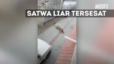 Saking laparnya, singa yang tersesat 100 km dari habitatnya ini memangsa sapi warga.