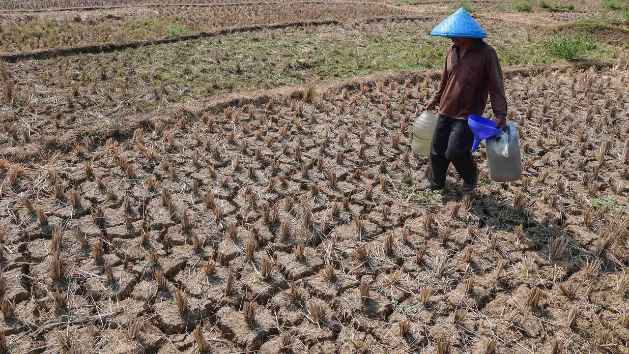 Warga Bertahan dari Kubangan Bekas Sawah di Tengah Kekeringan