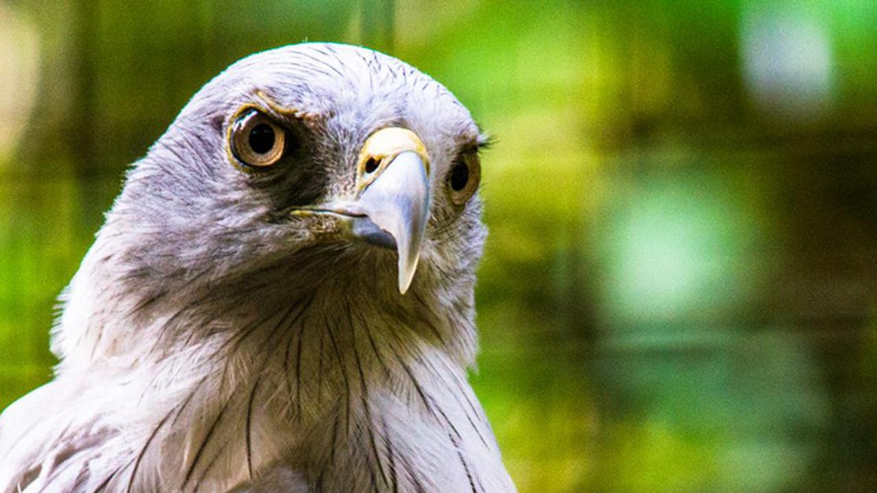 20160414-elang bondol-jakarta-ragunan