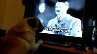 Seorang pria ditahan polisi karena mengajarkan anjing peliharaannya hormat ala nazi.