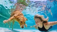 Ilmuwan di Rusia melatih anjing agar dapat benapas di dalam air. Foto : Russia Beyond The Headlines 