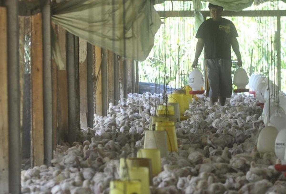 Gejolak kenaikan harga daging ayam tak berdampak kepada peternak