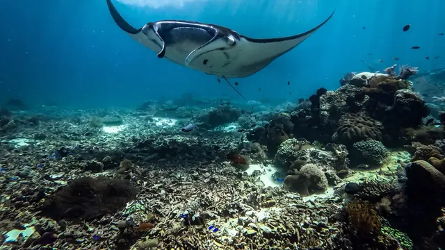 Menjelajahi Pesona Bawah Laut Taman Nasional Komodo