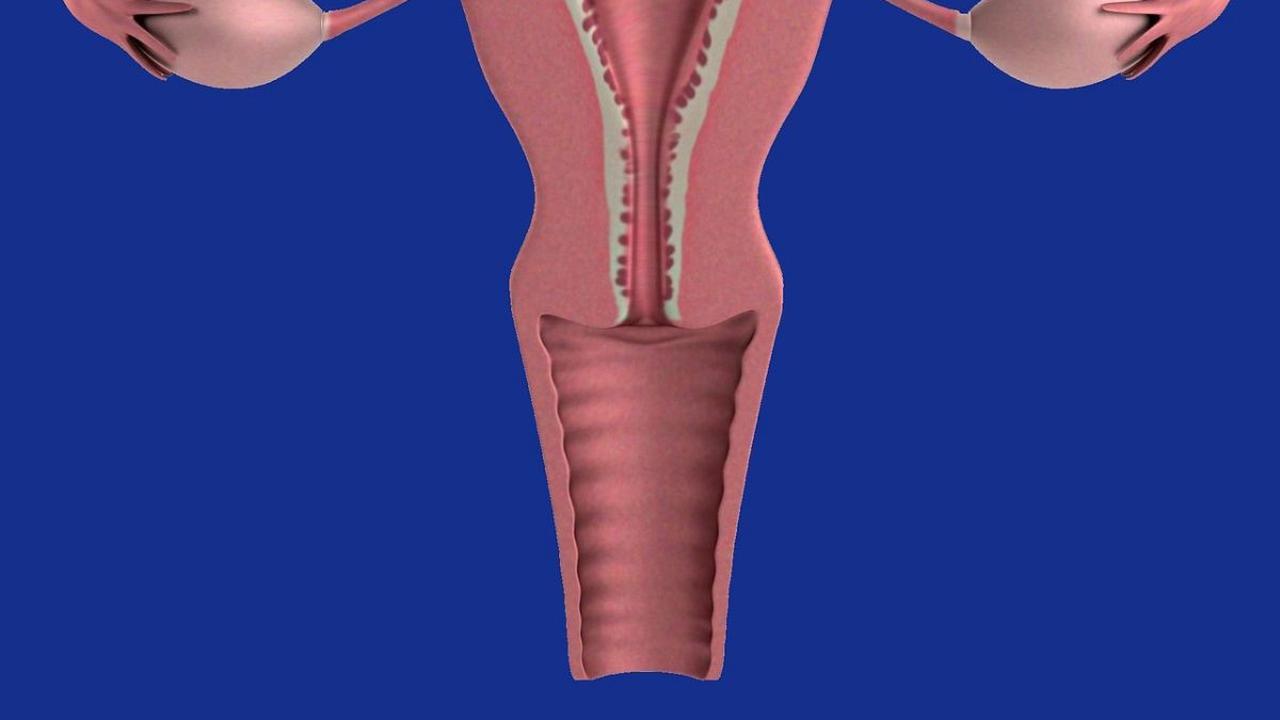 Fungsi Organ Reproduksi Wanita: Bagian Luar