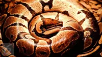 Berikut ini adalah beberapa aksi seksi nan ngeri dari beberapa selebritas Hollywood yang berpose dengan ular berbisa. (iStockphoto)