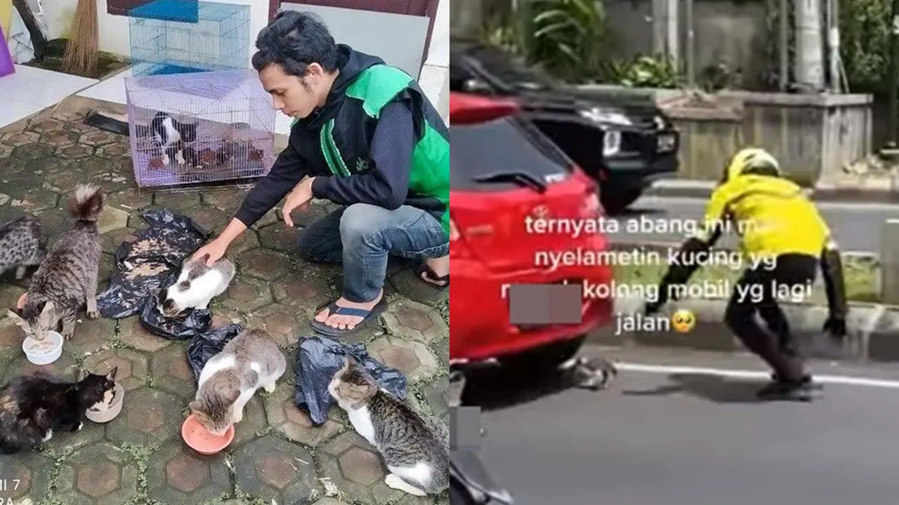Aksi Ojol Selamatkan Kucing