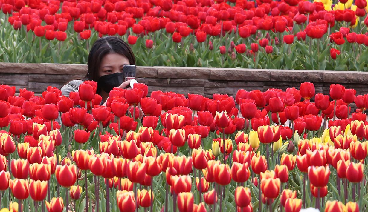 Foto Pesona Indah Bunga Tulip Bermekaran Saat Musim Semi Di Korea Lifestyle Liputan6 Com