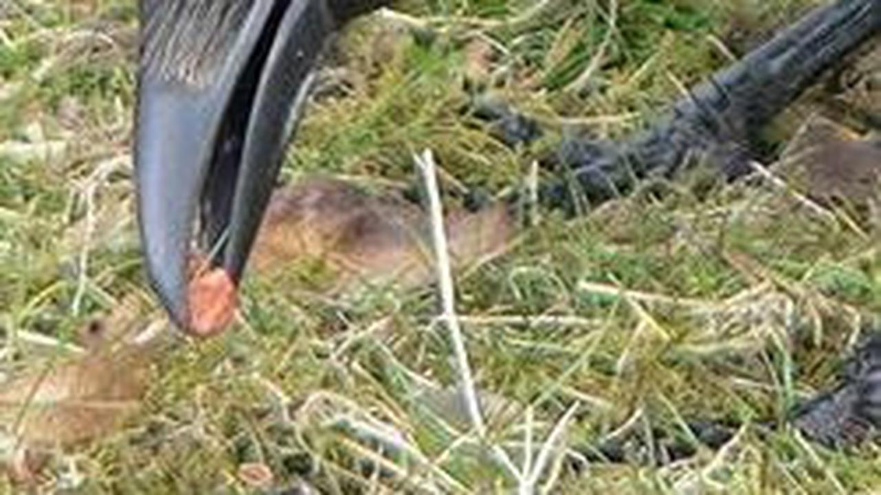1. Burung Gagak (Crow) Kerja Pintar, Bukan Kerja Keras&nbsp;<br>