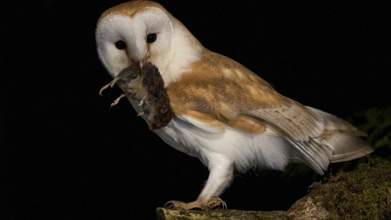 Fakta Menarik Burung Hantu, Senjata Andalan Prabowo Bantu Petani Basmi Hama Tikus di Majalengka