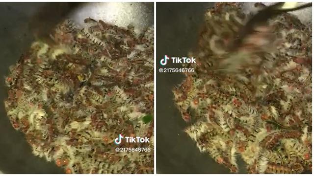Viral Tumis Ulat Bulu Bikin Netizen Merinding, Nafsu Makan Hilang Seketika