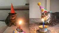 Potret lucu kucing rayakan ulang tahun (Sumber: Instagram/kochengfs)