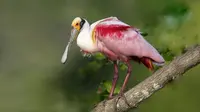 Burung Paruh Sendok Mawar (Sumber  Alauddin Abbasi via Shutterstock).