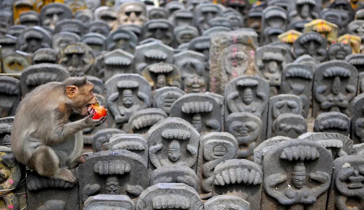 Seekor  monyet duduk dideretan patung  berhala bakti ular selama festival Nag Panchami di sebuah kuil dekat Bengaluru, India, 19 Agustus 2015. (REUTERS/Abhishek N. Chinnappa)