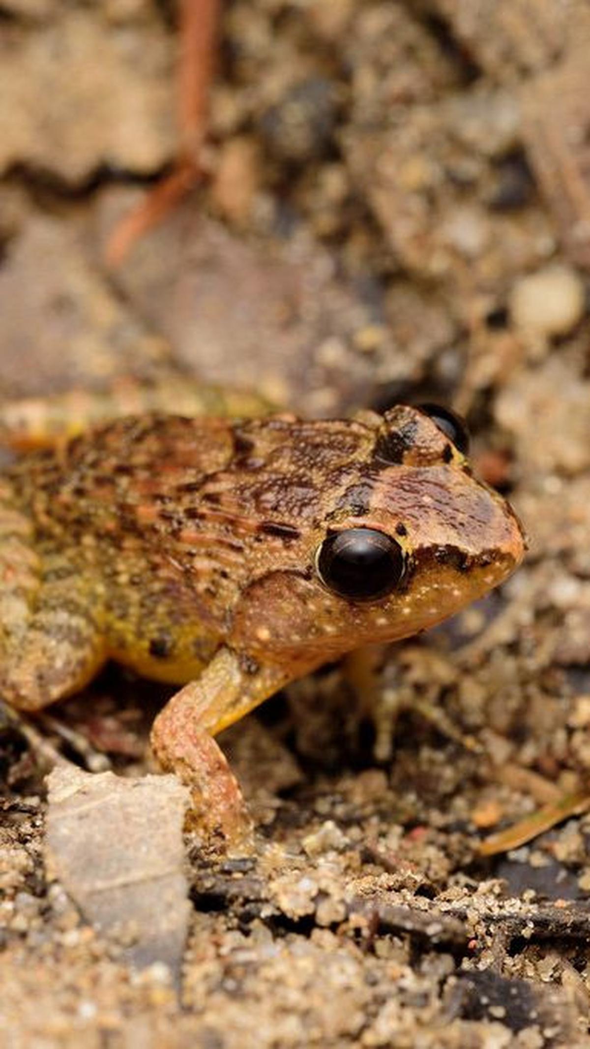 2. Dua Spesies Melayu Katak Bertaring Bereproduksi dengan Unik<br>