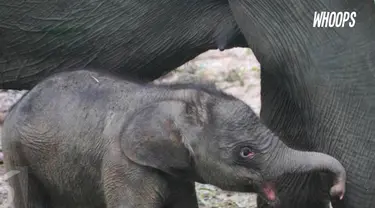 Bayi gajah yang baru dilahirkan dari induknya yang bernama Riska itu, memiliki berat badan 85 kilogram. 