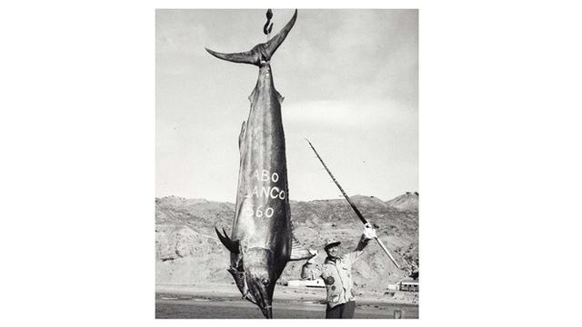 8 Hewan Terbesar Ini Pernah Ditangkap Nelayan di Berbagai Negara, Bikin Melongo